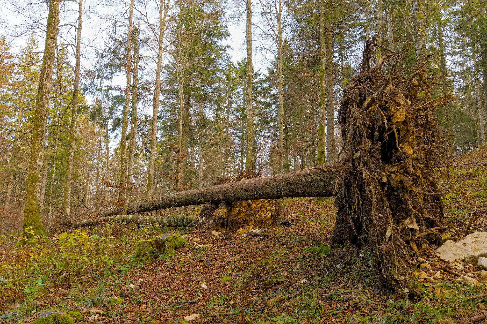 Enlèvement arbre urgence équipe à Valence